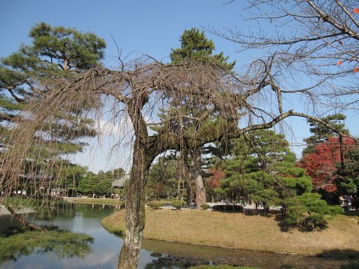 宇治の平等院　枝垂れ桜　枝