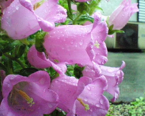 ピンク色のつりがね