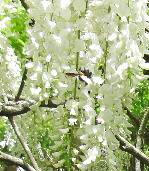 白い藤2　20100515