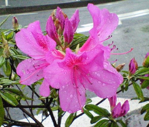 雨にぬれたつつじ