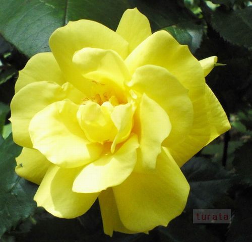 黄色いばら 名前入り