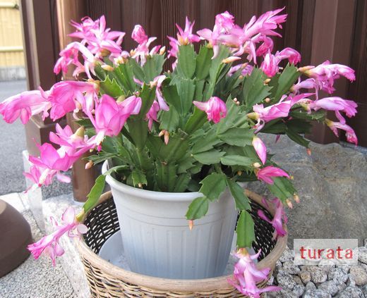 ｻﾎﾞﾃﾝの花