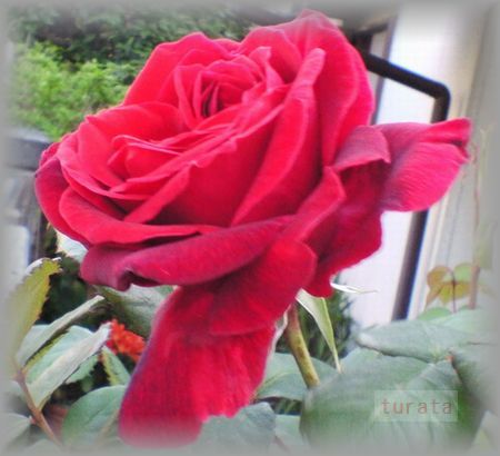 赤いバラ　名前入り