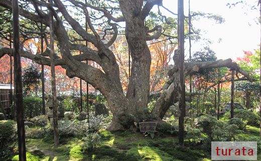 宝泉院の五葉松