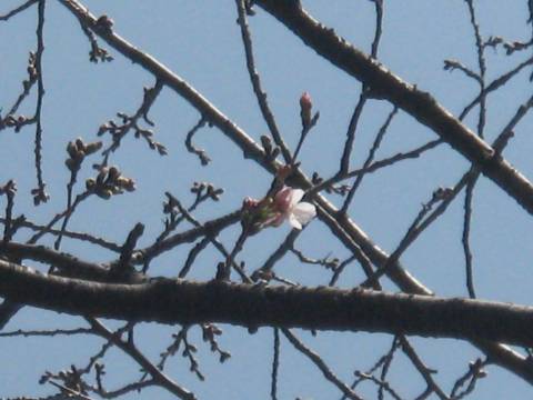 福岡管区気象台の桜 20090312