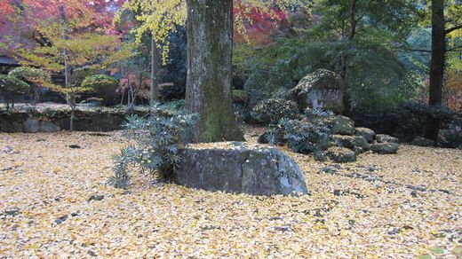 銀杏のじゅうたん