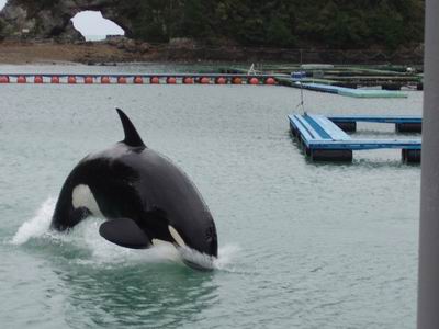 太地町クジラ博物館のシャチのショー