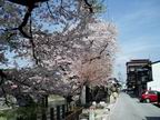 飛騨高山の満開の桜