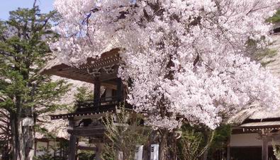 白川郷の桜