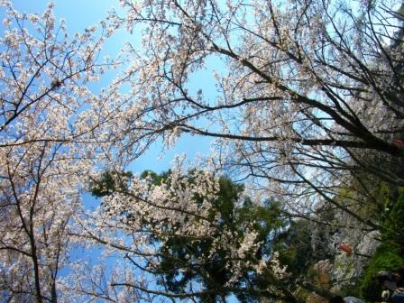 桜１.JPG