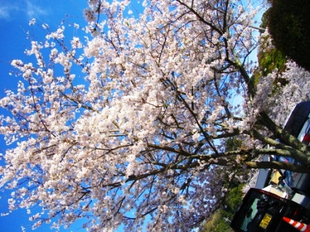 桜2.JPG