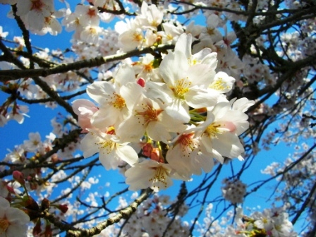 桜3.JPG