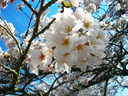 桜4.JPG