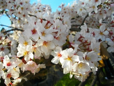 桜5.JPG