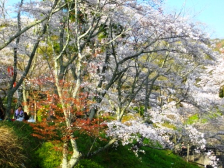 桜6.JPG