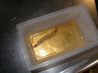 殺処分したムカデ