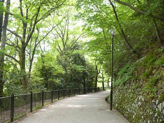 公園の緑のトンネル