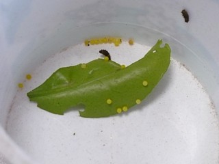 アゲハチョウの卵と幼虫