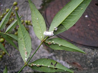 カイガラムシ１