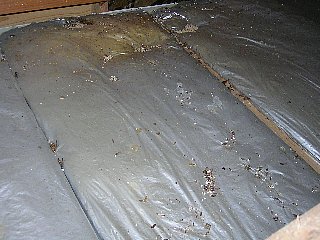 クロスズメバチの巣の直下の状態