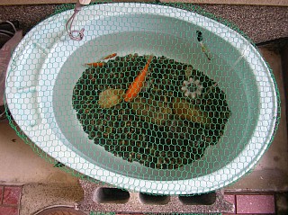 ベビーバスで金魚を飼う２