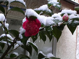 椿と雪
