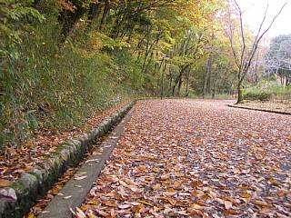 落葉の道