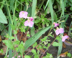 DSCN2374.JPG