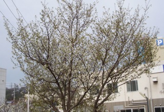 DSCN1600.JPG