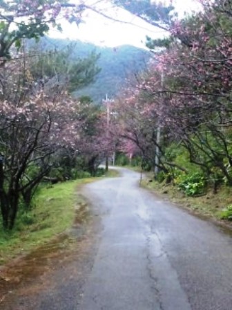 桜まつり2012 007.JPG