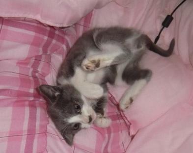 保護にゃん　シャー