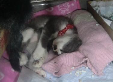 保護にゃん　シャー