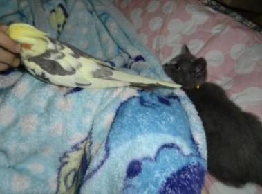 るうを狙うライフ