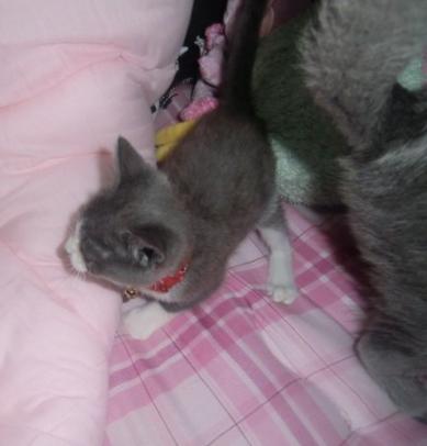 保護にゃん　シャー