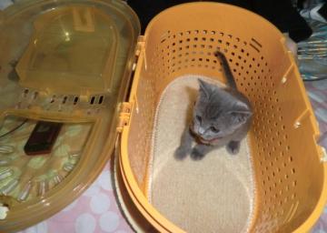 キャリーinライフ