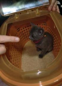 キャリーinライフ