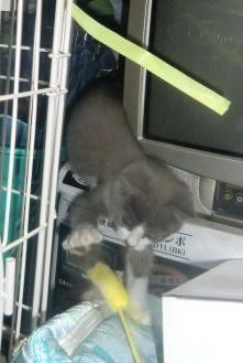 保護にゃん　シャー