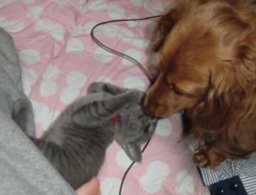 ライフ＆クッキー