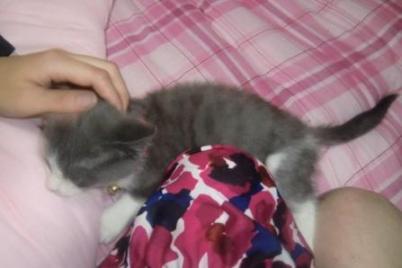 保護にゃん　シャー