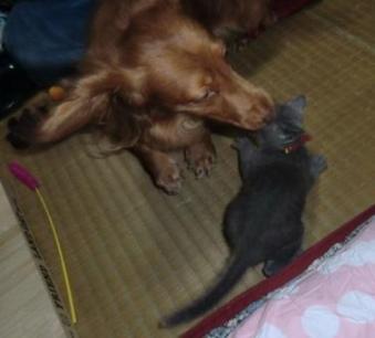 ライフ＆クッキー