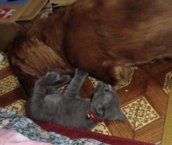 ライフ＆クッキー