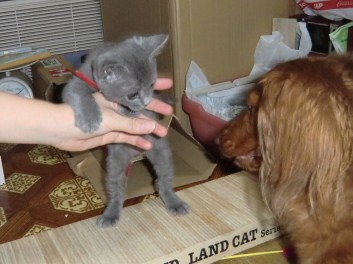 ライフ＆クッキー