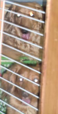 チェロ&クッキー