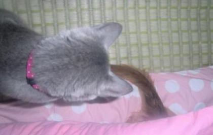 尻尾で遊ぶにゃ