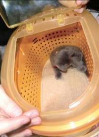 キャリーinライフ