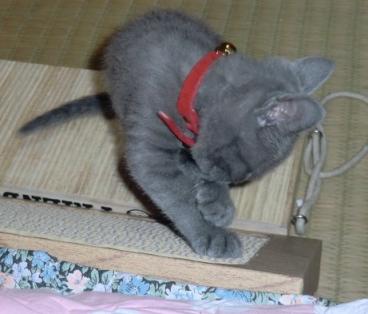 ライフ　爪とぎ