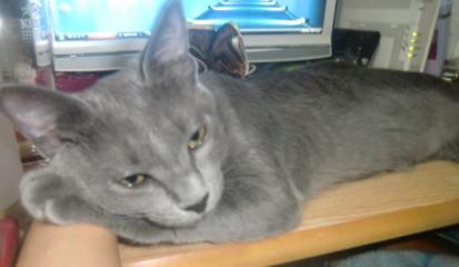 腕枕で寝るにゃ