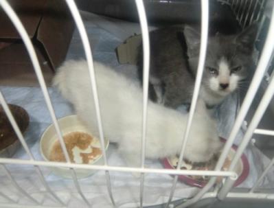 ２にゃん　お食事タイム