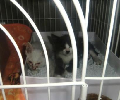 トイレで寝る仔猫