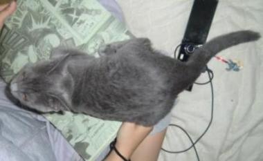 にゃん回見るのかにゃ